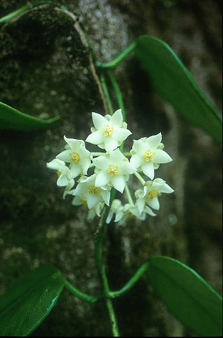 - Hoya thailandica Thaithong<br/>ASCLEPIADACEAE